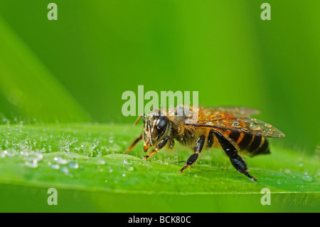 Honigbiene und Tau in den parks Stockfoto