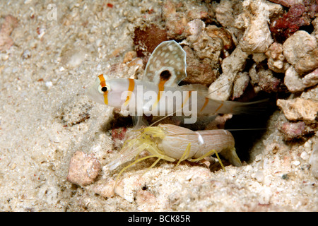 Randalls Shrimpgoby, Amblyeleotris Randalli Leben in einer symbiotischen Beziehung mit weiß gesäumt fangen Garnelen, Alpheus ochrostriatus Stockfoto