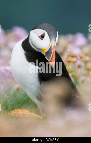 Papageitaucher (Fratercula Arctica) in Wildblumen, Saltee Inseln, County Wexford, Irland Stockfoto