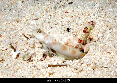 Steinitz Shrimpgoby, Amblyeleotris Steinitzi in einer symbiotischen Beziehung mit einem Randalls Garnelen fangen. Alpheus randalli Stockfoto