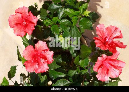 Spektakuläre auffällige lebendige rosa Hibiskus Blüten mit glänzenden dunkelgrünen Blättern Stockfoto