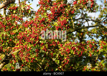 Feuerdorn Pyracantha Coccinea Beeren Stockfoto