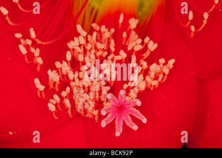 Eine Extreme Nahaufnahme einer Orchidee Kaktus rote Blüte Epiphyllum ackermannii Stockfoto