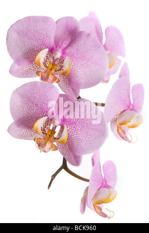 Rosa Blüten. Orchidee auf weißem Hintergrund Blumen Stockfoto