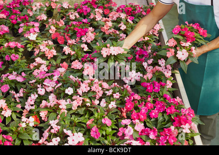 Erhöhte Ansicht von Floristen arrangieren rosa Blumen Töpfe Stockfoto