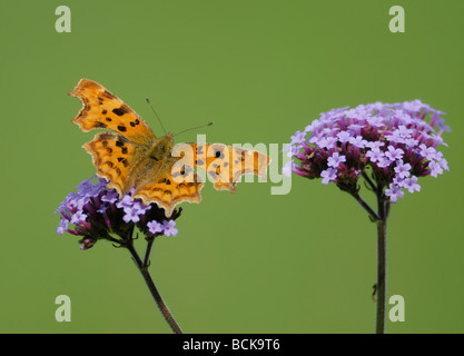 Ein Komma-Schmetterling (Polygonia c-Album, Nymphalis c-Album) mit Flügeln offen zeigt orange Markierungen RSS-Feeds auf Verbena bonariensis Stockfoto