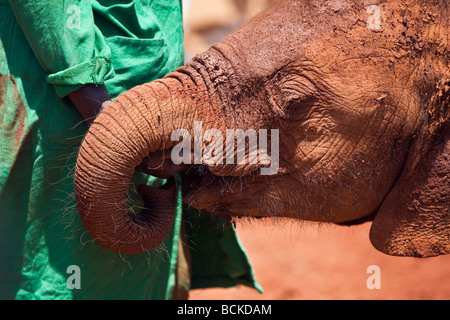 Kenia, Nairobi. Ein echtes Juwel des David Sheldrick Wildlife Trust hält einen verwaisten Elefanten ruhig im Nairobi-Nationalpark. Stockfoto