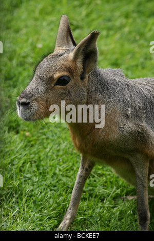 Porträt des patagonischen Mara Stockfoto