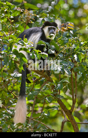 Kenia. Einen Colobus Affen füttern im Kakamega Forest der westlichen Kenia. Stockfoto