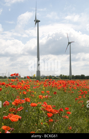 Mohn und Rotoren Stockfoto