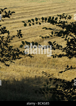 zahlreichen Reihen von Grasschnitt im Feld in Landschaft Stockfoto