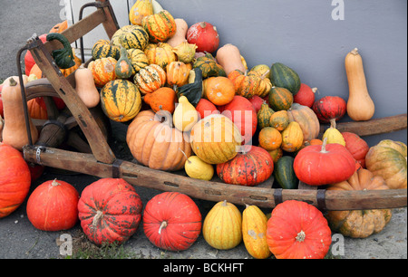 Kürbis-Auswahl von verschiedenen Sorten von Kürbis in einer Schubkarre Stockfoto