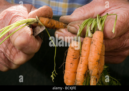 Man grub schneiden frisch Karotten Stockfoto