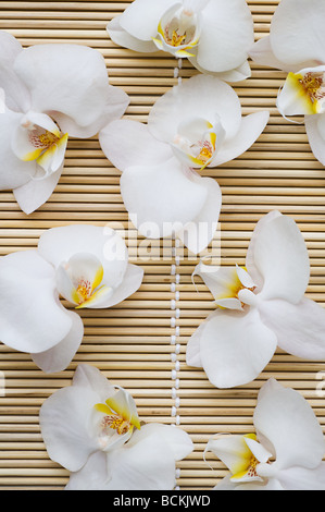 Orchidee blüht Stockfoto