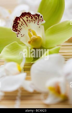 Orchidee blüht Stockfoto