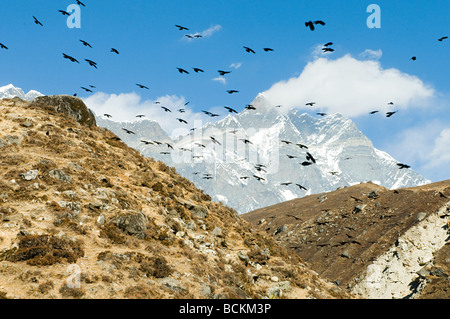 Krähen über Himalaya Stockfoto