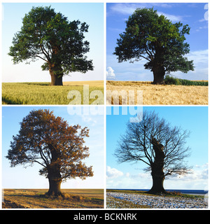 Baum-Sequenz in vier Jahreszeiten Stockfoto