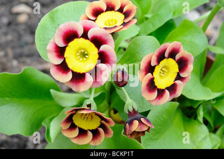 Primula Gold zentriert alpine Auricula Stockfoto