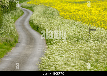 Kurvenreiche Landstraßen mit Kuh Petersilie bedeckt Seitenstreifen und öffentlichen Bridalway Zeichen UK Mai Stockfoto