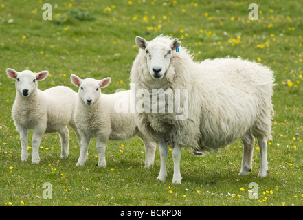 Schaf, Mutterschaf mit Lämmern, Juni, Monach Inseln, äußeren Hebriden, Schottland Stockfoto