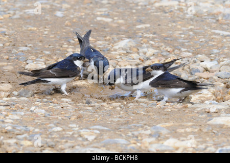 Mehlschwalben Delichon Urbica Erwachsene sammeln Schlamm für Nestbuilding Norfolk UK Mai Stockfoto