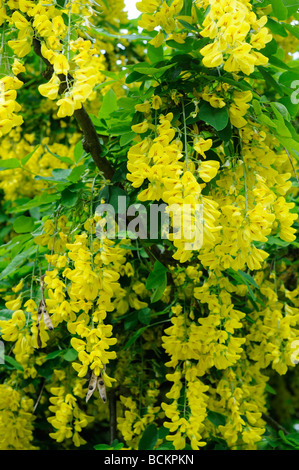 Garten-Laburnum Leguminosen in Blüte zeigt letzten Jahre Hülsen UK Mai Stockfoto