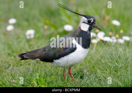 Kiebitz Vanellus Vanellus Altvogel in der Zucht Gefieder Norfolk UK April Stockfoto