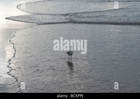 Möwe am Strand von Byron Bay Australien Stockfoto