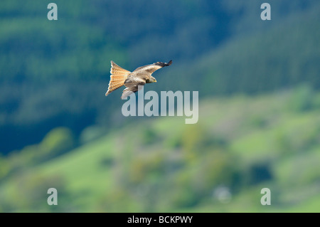 Rotmilan Milvus Milvus im Flug über mid Wales Landschaft UK Mai Stockfoto