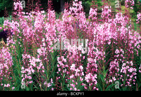 Epilobium Angustifolium "Stahl Rose" in Grenze rosa Blume Blumen Garten Pflanzen wachsen Stockfoto