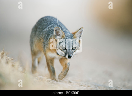 Insel Fuchs (Urocyon Littoralis) Channel Islands Nationalpark, Insel Santa Cruz, Forschung Radio Halsband, gefährdet Stockfoto