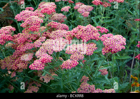 Asteraceae/Compositae Achillea Millefolium 'Cerise Queen'. Schöne kleine rosa Blumen bilden eine größere Flowerhead. Stockfoto
