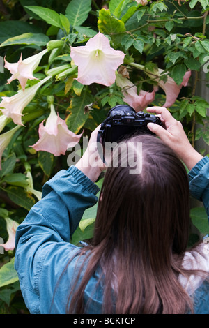 Frau, die ein Engel Trompete Blume fotografieren Stockfoto