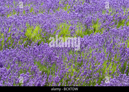 Lavendel blüht in einem Feld neben A225 zwischen Eynsford und Shoreham Darent Tal Kent UK Sommer Stockfoto