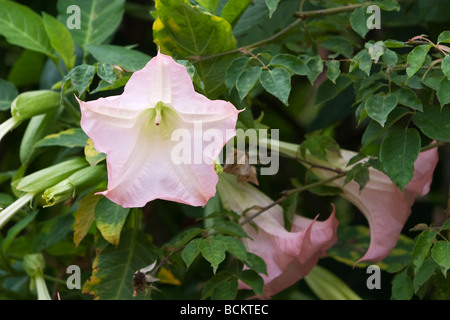 Die Engelstrompete Blumen Stockfoto