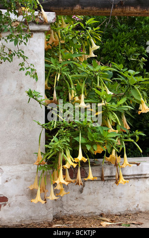 Die Engelstrompete Blumen Stockfoto