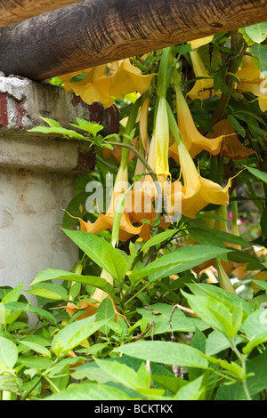 Die Engelstrompete Blumen Stockfoto