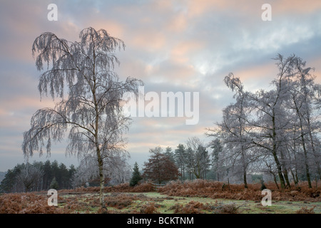 Silber Birke beschichtet in Raureif New Forest Nationalpark Hampshire England Winter Dezember 2006 Stockfoto