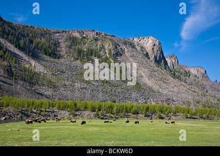 Bison in Madison River Valley im Yellowstone-Nationalpark, Wyoming Stockfoto