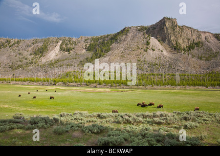 Bison in Madison River Valley im Yellowstone-Nationalpark, Wyoming Stockfoto