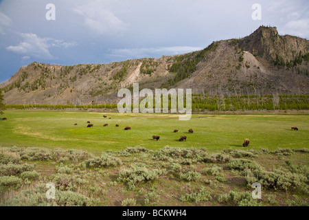 Bison in Madison River Valley im Yellowstone-Nationalpark, Wyoming Stockfoto