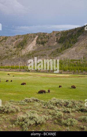 Bison in Madison River Valley im Yellowstone-Nationalpark, Wyoming Stockfoto