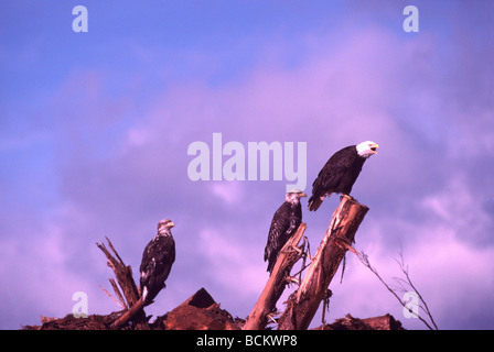 Reife Erwachsene Weißkopf-Seeadler und unreifen jungen Weißkopf-Seeadler (Haliaeetus Leucocephalus) thront auf Baumstümpfe Stockfoto