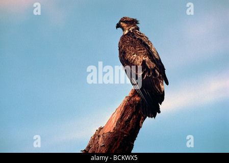 Unreifen jungen Weißkopf-Seeadler (Haliaeetus Leucocephalus) thront auf einem Baumstumpf Stockfoto