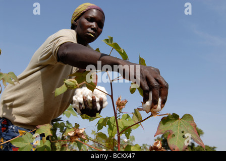 Westafrika Burkina Faso, Fairtrade und Bio-Baumwoll-Projekt, Frau Ernte Baumwolle auf der farm Stockfoto