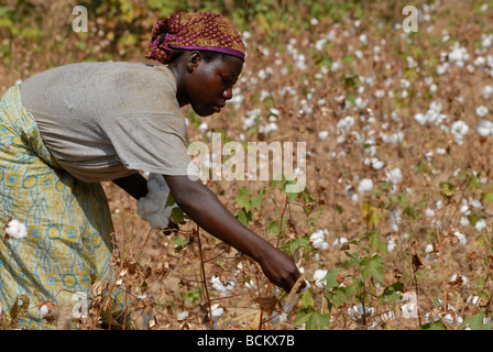 Westafrika Burkina Faso, Fairtrade und Bio-Baumwoll-Projekt, Frau Ernte Baumwolle auf der farm Stockfoto