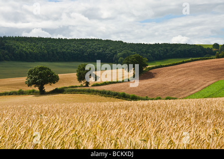 Gerste-Felder in der Nähe von Much Wenlock, Shropshire Stockfoto