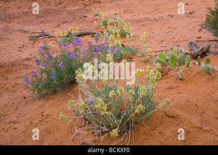 Wildblumenwiese im Canyonlands National Park in Moab Utahj Stockfoto