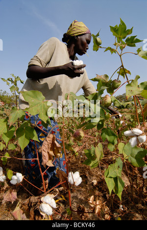 Westafrika Burkina Faso, Fairtrade und Bio-Baumwoll-Projekt, Frau Ernte Baumwolle auf der farm Stockfoto