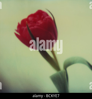 Rote Tulpe Stockfoto